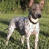 spot coated American Hairless Terrier