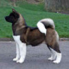 American Stander displaying a perfect standard for the breed