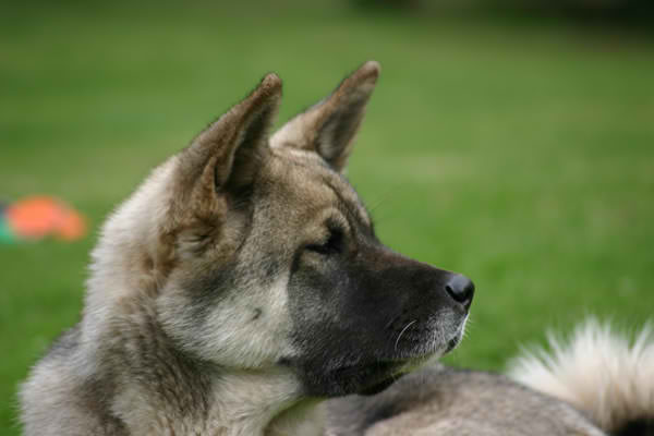 American Akita – Dog Breed Guide