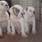 adopt American Bulldog Puppies