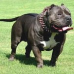American Bully with choco coat