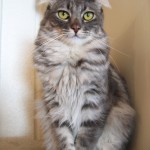 American Curl Cat posing for the camera