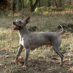 American Hairless Terrier panting with its tongue out