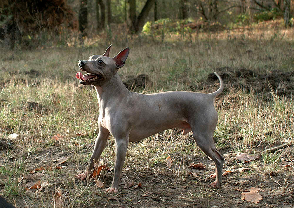 American Hairless Terrier – Dog Breed Guide