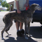 Grey coated American Staghound side view shot