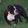8 months old Amitola Bulldog with broad chest posing for the cam