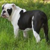 Jackson, a black and white male bantam variety Amitola Bulldog shown here at 8 months old