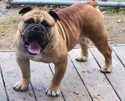Amitola Bulldog – Dog Breed Guide