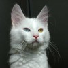 Anatolian Cat or also called as a Turkish Angora