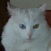 Anatolian Cat that is odd eyed