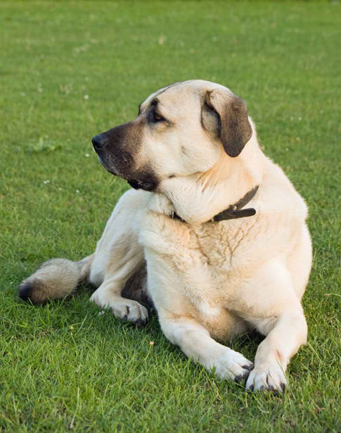 Anatolian Shepherd Dog – Dog Breed Guide