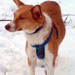 Andalusian Podenco on snow
