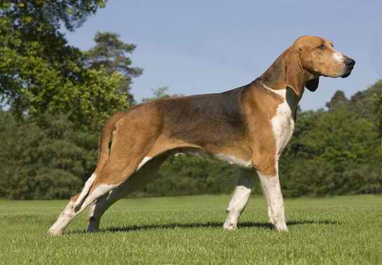 Anglo-Francais de Moyenne Venerie Tricolore – Dog Breeds Guide