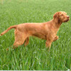 Pointing dogs wire-haired Vizsla