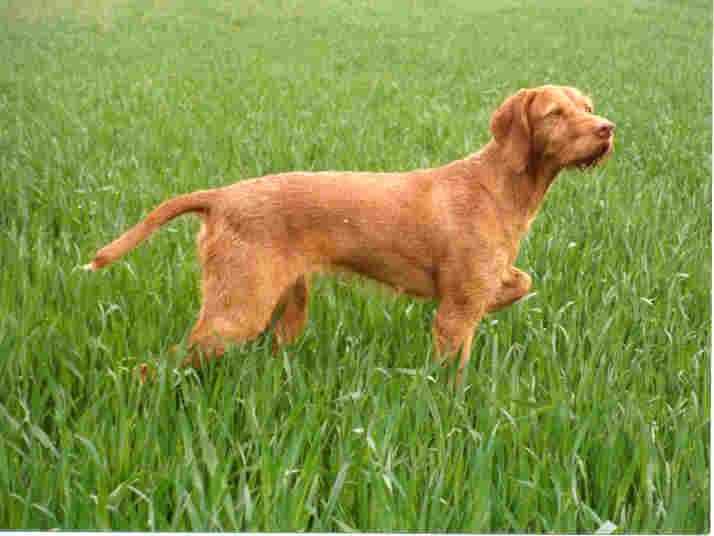 Wire-haired Vizsla – Dog Breed Guide