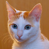 Arabian Mau Cat photo
