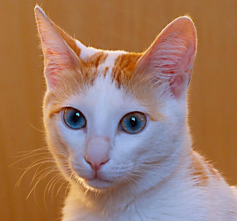 Arabian Mau Cat – Cat Breeds Guide