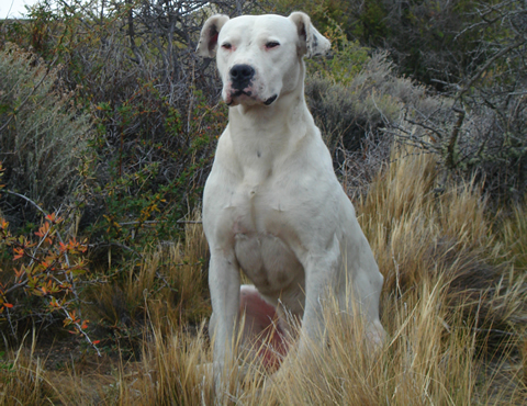 Argentinean Mastiff – Dog Breeds Guide