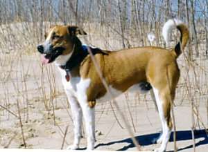 Arubian Cunucu Dog – Dog Breed Guide