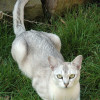 Asian Shaded Cat also called as a Burmilla Cat