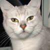 Asian Shaded cat or Burmilla cat named Lilith