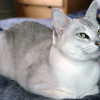 Liessa the Asian Shaded Cat or Burmilla Cat