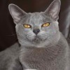 Asian Tortie Cat or Blue Mandalay Cat
