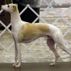 Dog show standards of a Whippet dog