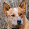 Photo of a red Australian Cattle dog