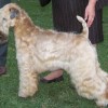 picture of a Soft Coated Wheaten Terrier displaying winning standards