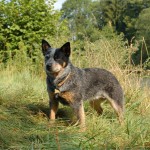 image of an Australian Cattle dog while outdoors