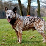 Red spotted Australian Cattle Dog