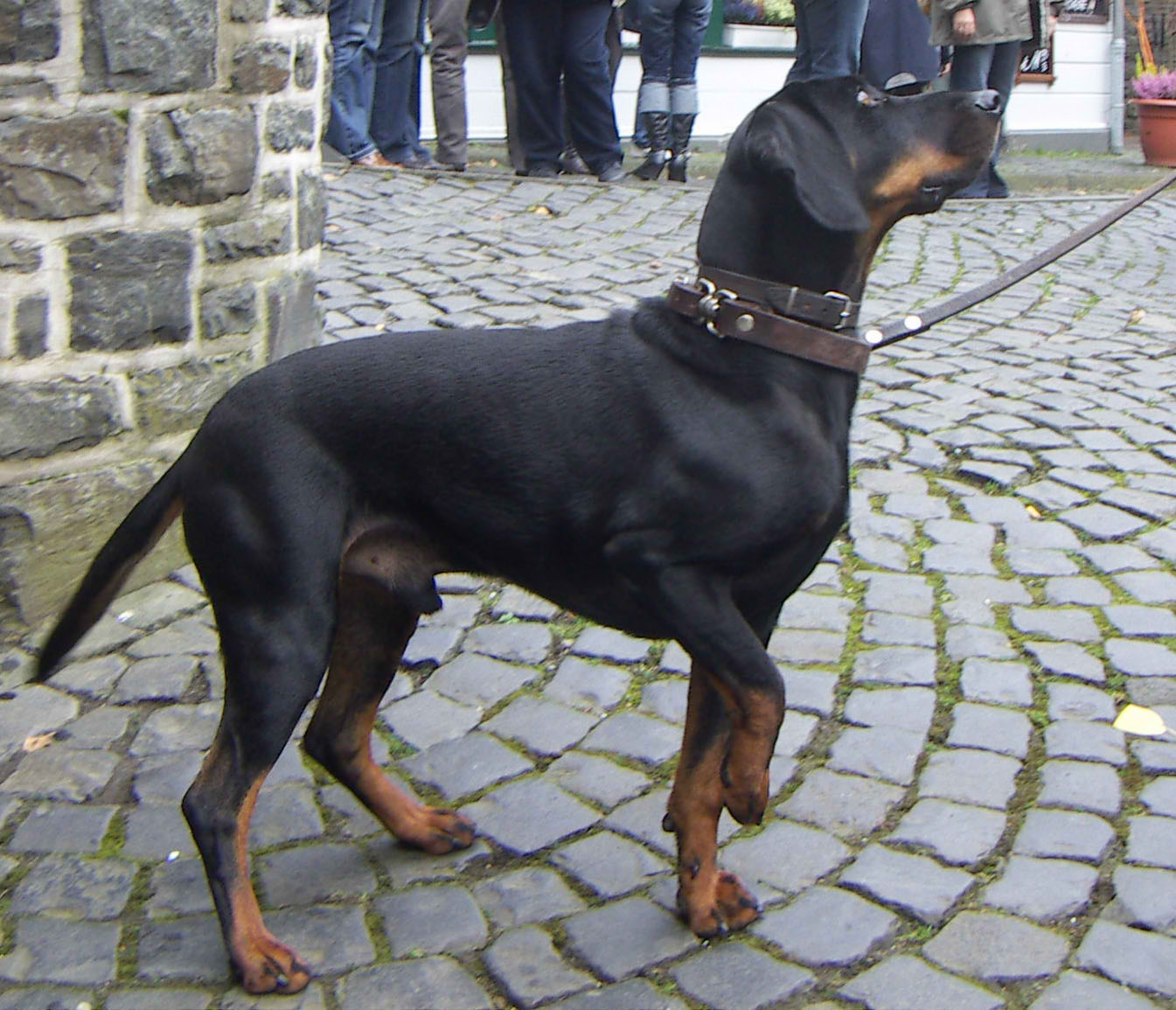 Austrian Brandlbracke – Dog Breed Guide