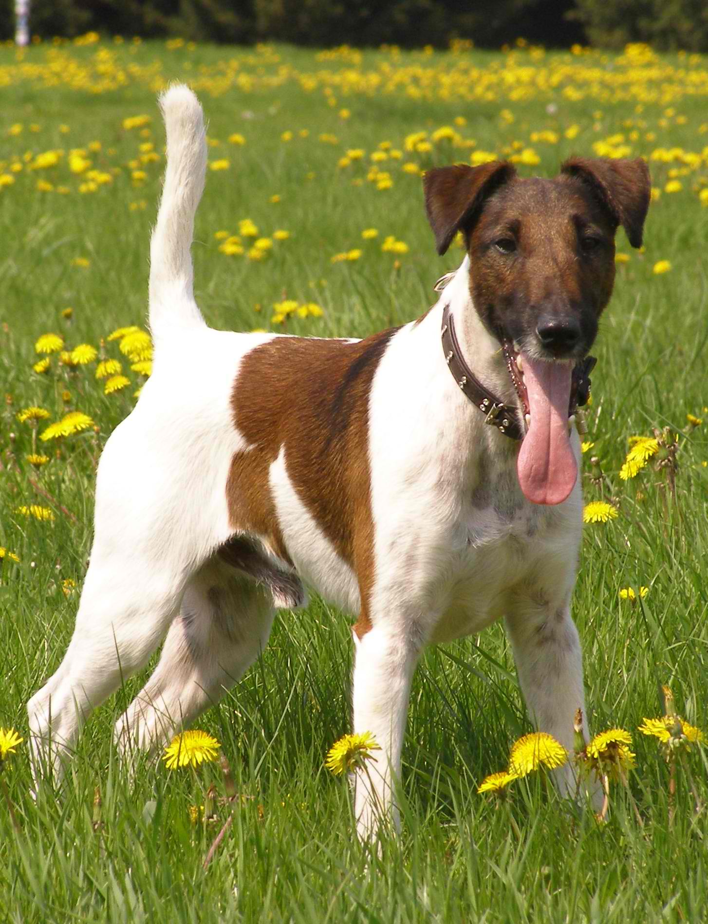 Smooth Fox Terrier – Dog Breed Guide