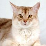 Somali cat named BadiBoutchou Waldo's Sweet_Lullaby (photo Planchard)