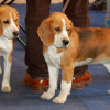 photo of a pair of Beagle with tricolor markings
