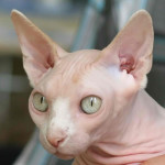 Bald and Wrinkled Sphynx Cat