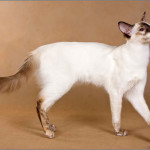 Balinese cat - Ghislaine of Chrysanthe - female, chocolate tortie point