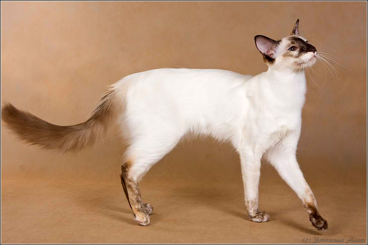 Balinese Cat Division – Cat Breed Guide