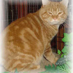 Basil is a short haired manx cat from manx.com