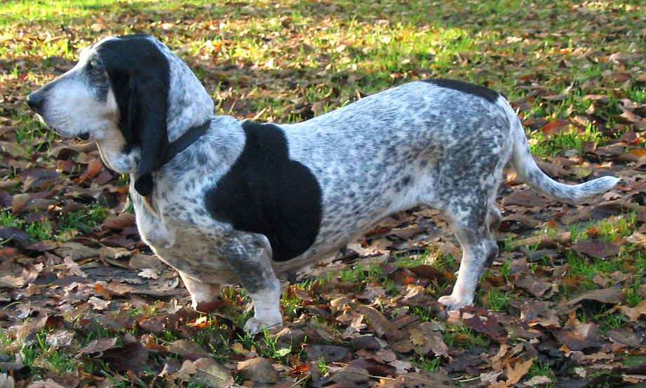 Basset Bleu de Gascogne – Dog Breed Guide