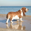 photo of a white and orange Basset hound at the beach