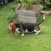 photo of a basset hound with tricolor markings