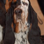 Photo of Adult Basset hound with a sleepy look