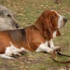 top dog breeds Basset hound tricolor