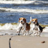 outdoor activities dog breeds beagle