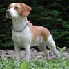 picture of a bi color beagle dog most popular dog breeds
