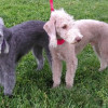 A blue Bedlington, Burmington Maid from Magic ("Diamond"), Canine Good Citizen, Novice Agility, Novice Jumpers (dog agility titles). A sandy-colored Bedlington, Burmington Kind of Magic ("Hammer"), Canine Good Citizen, Novice Jumpers (dog agility title), International Jr. Champion Both dogs are from working lines of Bedlingtons from England. Owned by Jeri Bernard. Pleasanton, CA; Breeder: Lesley Caines, Banbury, England