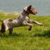 agile hunting dog Slovakian wire-haired pointer goes after game