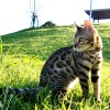 Bengal cat Photo by CATCREST